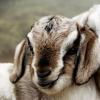 Рентабельность бизнеса по разведению овец и баранов